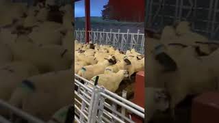 Thainstone 8th October  Store Lambs from David Scott [upl. by Pammie]