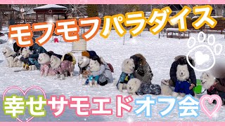 サモエド大集合♡♡ミール、山梨の雪原で初めてのオフ会о´∀о♪✨ [upl. by Ertha38]