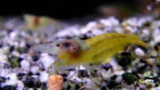 Gelbe Garnele Shrimps wwwwp3dde Neocaridina heteropoda var yellow Makro [upl. by Fleeman529]