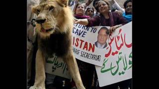 Sher hamara Nawaz Sharif [upl. by Koorb]