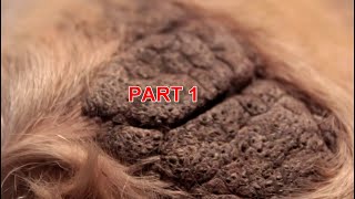 just removing the blackheads from my dogs leg [upl. by Norel]