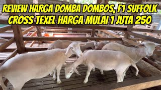 REVIEW HARGA DOMBA F1 SUFFOLK DOMBOS TEXEL MULAI 1 JUTA 250 DI KURAWA FARM KEDIRI [upl. by Hajile]