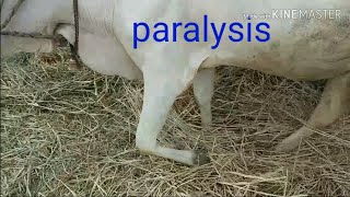 Paralysisradail nerve paralysis in cattleanimals how vet doctor treated paralysis in cows [upl. by Norene]