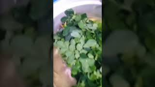 Chicken Tinola with papaya and malungay [upl. by Henden]