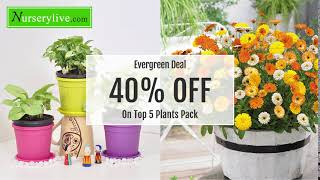 Offer  nurserylive 40 off on top 5 plant pack  nurserylive [upl. by Aggappera]