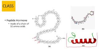 Calcitonin [upl. by Daus]