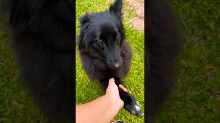 An adorable 16 months old Groenendael belgian shepherd [upl. by Naga]