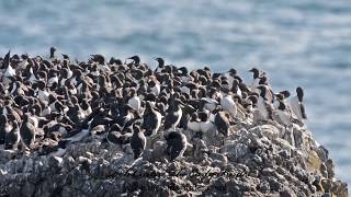 COMMON MURRES climbing flying swimming Uria aalge [upl. by Ellenad107]