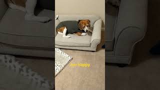 Maddie Beagles Thunder shirt makes her happy during scary storms [upl. by Ellener344]