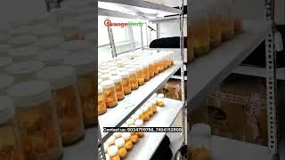 Cordyceps Militaris lab mushroom farming cordyceps keedajadi youtubeshorts youtube [upl. by Llevart]