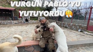 DOGOARGENTİNO PABLO AZKALSIN KISKANÇLIK KURBANI OLUYORDU [upl. by Spiros]