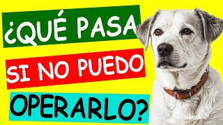 ROTURA LIGAMENTO CRUZADO en Perros Diagnóstico Tratamiento y Recuperación [upl. by Florine]