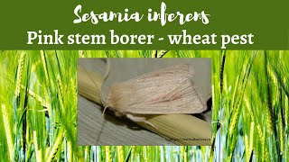 Sesamia inferens  Pest of wheat [upl. by Ilene15]