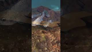 Rarest Fish on EarthThe Endangered Devils Hole Pupfish shorts reels trending facts fyp fypシ゚ [upl. by Hanny251]