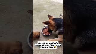 Bebê BRAVO 😍🤣 pastorbelga shorts cachorro fofo bebê pets [upl. by Colan]