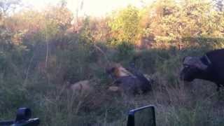 Selati vs Buffalo  Standoff Part 1 [upl. by Ahsahs]