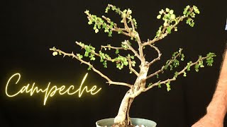 Campeche Bonsai Tree Repotted Haematoxylum Campechianum [upl. by Annaeoj891]