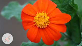 In the Garden Torch Tithonia Mexican Sunflower  Ornamental Cut Flower Gardening [upl. by Aiva]