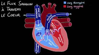 La circulation sanguine dans le cœur [upl. by Sena122]