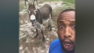 Singing donkey goes viral [upl. by Marillin]