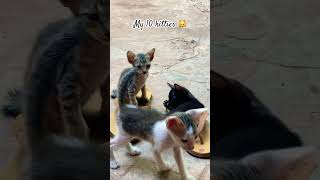 10 little kitties playing around the house music love cat lover kitten animals [upl. by Wieche]