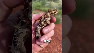 Unveiling the Thorny Devil Natures Spiky Marvel shorts shortsfeed [upl. by Novj]