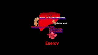 Amino Acids amp Energy output Metabolism Made Easy [upl. by Enelyad]