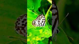 Insects For Kids  Butterfly 🦋 [upl. by Marji528]