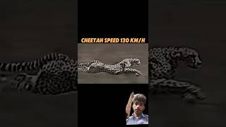 The fastest creature on land trending animals lion horse cheetah springbok viralvideo short😀 [upl. by Conrado]