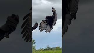 Changeable Hawk Eagle free fly amazing eagle [upl. by Alvis]