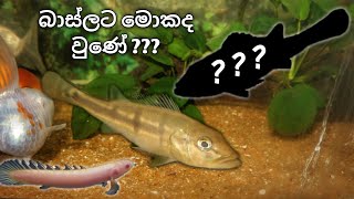 What HAPPENED to Peacock Bass  බාස් මාළුන්ට මොකද වුණේ [upl. by Negiam]