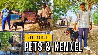 Vellakovil Dogs Kennel🐕‍🦺  Puppies for Sale🐕✨ Pets Boarding Available💥 Tamil Vlog‼️✨ [upl. by Tama675]