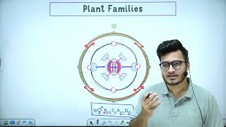 L7 Plant Families Fabaceae Solanaceae amp Liliaceae  Morphology in Flowering Plants 11th Class [upl. by Einnoj]