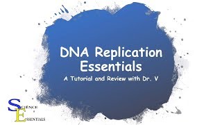 DNA Replication Essentials  Dr V [upl. by Tench]