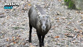 Impressive Super Ibex Goat [upl. by Nywg]