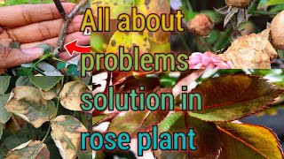 Best secret fertilizer for rose plant Best secret fertilizer in organic for rose plant [upl. by Haikezeh]