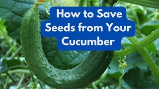 How To Save Seeds from Your Cucumber [upl. by Honan]