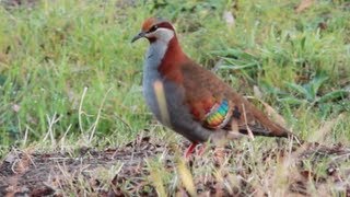 Brush Bronzewing [upl. by Latvina]