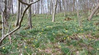 Narzissenwanderung In Kelmis bei Aachen720p FZ28wmv [upl. by Esinaj]