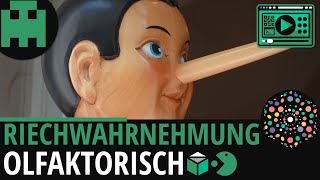 Riechwahrnehmung │Biologie Lernvideo Learning Level Up [upl. by Pegg]