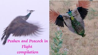 Peacocks and Peahens in flight compilation  Peacock and Peahen flying [upl. by Nahsar]