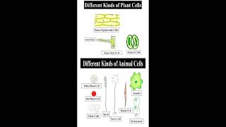 Different Kinds of Plant and Animal Cells geneticteacher [upl. by Alaik19]