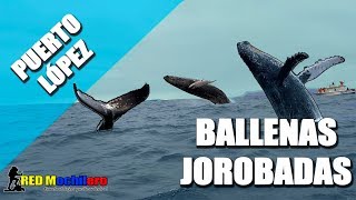 Ballenas jorobadas en Ecuador [upl. by Meade365]