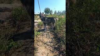 husky huskiesy siberianhusky huskyplaying huskylife huskii cute funny huskyowner [upl. by Carolynn]