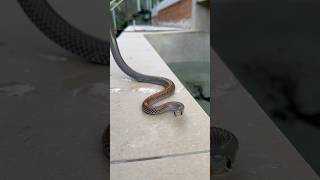 Mildly venomous Yellowfaced Whipsnake I rescued from a pool in Buderim snakesofinsta snakecatcher [upl. by Heall]