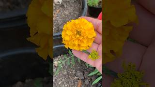 Marigolds blooming in Oct😳gardening [upl. by Carlton464]