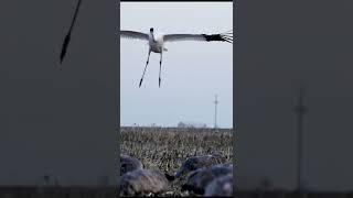 Whooping Crane Lands in Sandhill Crane Decoy Spread [upl. by Submuloc]