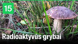 Grybai Lietuvos miškuose ar gali jie būti radioaktyvūs [upl. by Symons450]