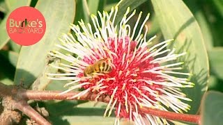 Burkes Backyard Hakea Laurina [upl. by Attekahs]