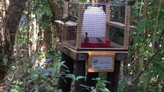 NZ Birds Tiritiri Matangi [upl. by Eihcra]